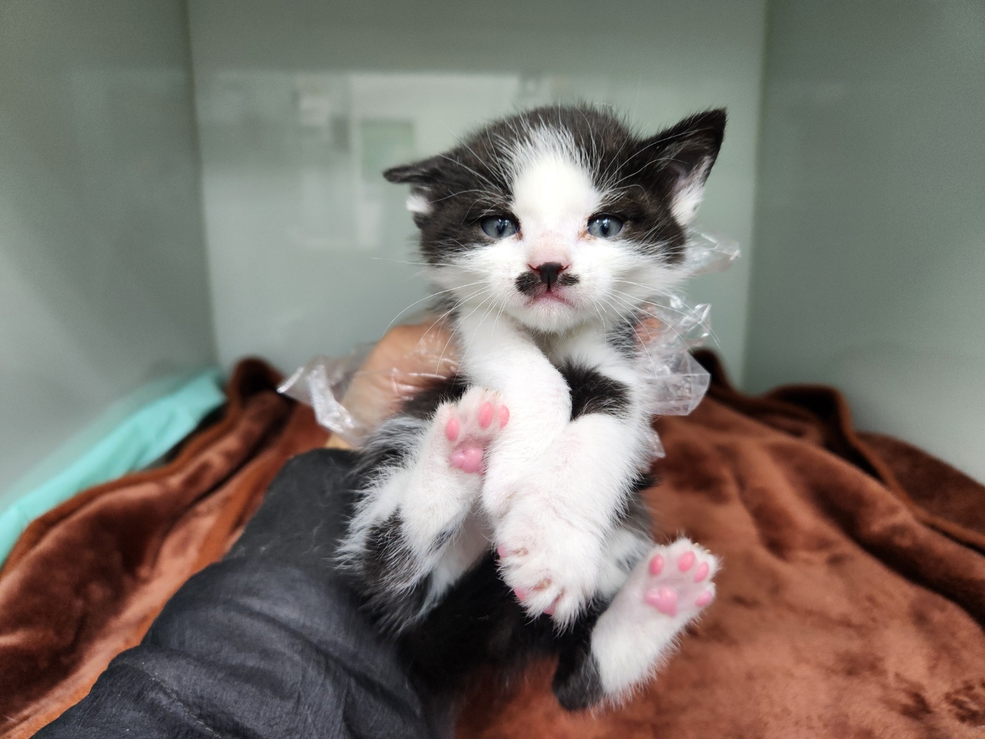[고양이] 한국 고양이 경기-광주-2025-00219 유기동물 배경 이미지 입니다.